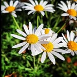 Sarah Tapper - @sarahsdrylandgarden - Instagram
