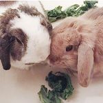 theodore, sarah, paco & lola - @theodore_sarah - Instagram