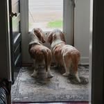 Sarah Tooley - @murder._not_muckduck - Instagram