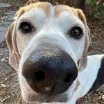 Sarah Tooley Jones - @doubledoggo - Instagram