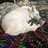 gin_bunny - @sarahtorrez13 - TikTok