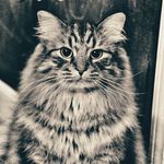 Sarah Trask - @attycat72 - Instagram
