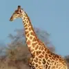 Sarah Trowbridge (ST - @sarahtrowbridgestudent - TikTok