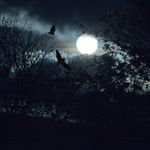 Sarahmoohtoo🌙 - @sarahtupaw - Instagram