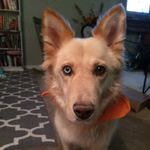 Sarah Veatch - @sadie_the_honey_bear - Instagram