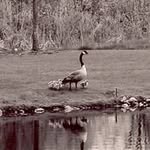 Sarah Bossler Waldon - @bosslerwaldon - Instagram