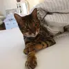 katten i hatten - @sarahwallin7 - TikTok