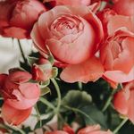Sarah Warda - @sweetly_sweets369 - Instagram