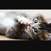 Sarah Warda - @sarah.warda3 - TikTok