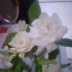 Sarah Warda - Facebook