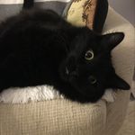 Sarah Wareing - @bingley_goes_adventuring - Instagram
