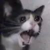 sarahwx - @sarah.warnock1 - TikTok