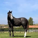 Sarah Werth🐴🤍 - @sarahwerthequestrian - Instagram