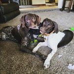 Sarah Westfall - @sarahwestfall11 - Instagram