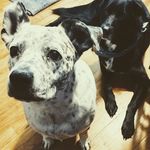 Sarah Westover - @sarah.coleman512 - Instagram