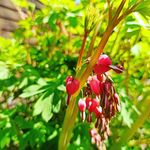 Sarah Wiggers - @klaerchenzimmermann - Instagram