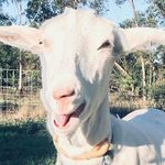 Sarah Windle - @bagira.20.99 - Instagram