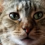 Sari White - @catmom7274 - Instagram