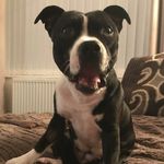 Sasha Bailey - @sashabailey_staffy - Instagram