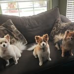 Sasha, Bailey, and chewy Alcantar - @thatpomsasha - Instagram