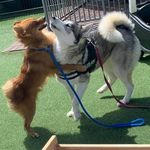 Sasha and Baxter - @sashaxoxbaxter - Instagram