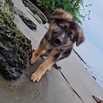 Sasha_Togo - @sasha_bergerallemand - Instagram