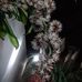 Sasha Blanco - Facebook
