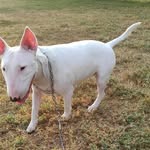 𝕊𝕒𝕤𝕙𝕒. 𝔹𝕦𝕝𝕝 𝕥𝕖𝕣𝕣𝕚𝕖𝕣 ♀️🇵🇪 - @sasha.fernandez.bullterrier - Instagram