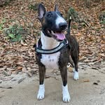 ☀️ SASHA 🤍 - @sasha.bullterrierr - Instagram
