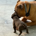 Core Strength - @sasha_bullybreed - Instagram