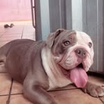 Sasha 💖 - @sasha_bulldog.ingles - Instagram