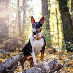 Sasha 🦖 - @sasha_bullterrier_ - Instagram