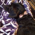 Sasha Bull - @verysashapuppy - Instagram