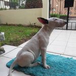sasha bull terrier - @sashabullterrier29 - Instagram