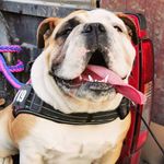 Sasha Bullvalu 👑🇬🇧 - @sashabulldogv - Instagram