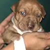 Sasha Bully💕 - @sasha.bull - TikTok
