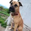 😈🥴Sasha🥴😈 - @pit.bull.sasha - TikTok