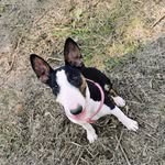 Sasha❤️ - @sasha.bullterrier20 - Instagram