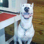sasha - @sasha_bull.terrier - Instagram