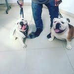 sasha - @sasha_bulldogs - Instagram