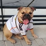 Sasha.bulldog.Barranquilla - @sasha.bulldoginglesbquilla - Instagram