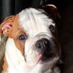 SashaTheBulldog - @sasha.bulldog - Instagram