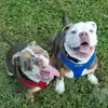 xx_neo_sasha_bullzz - @xx_neo_sasha_bullz - TikTok
