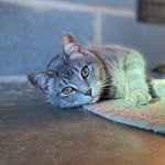 Sasha🐈 - @sasha.green.calvert - Instagram