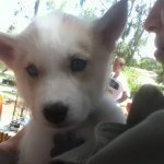 Sasha Carpenter - @siberianpuppy24 - Instagram