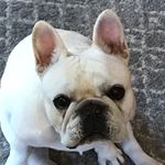 Sasha Carpenter - @sasha_the_frenchbulldog - Instagram