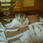 Sasha Chang - Facebook