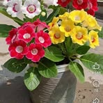 Sasha Khan - Facebook
