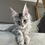 Sasha - @sasha_the_maine_coon_ - Instagram