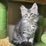 @sasha_the_french_coon - Instagram